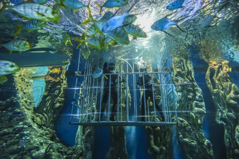 Изображение 2 из 5 в галерее "Водолазная станция "ЮgraDive""
