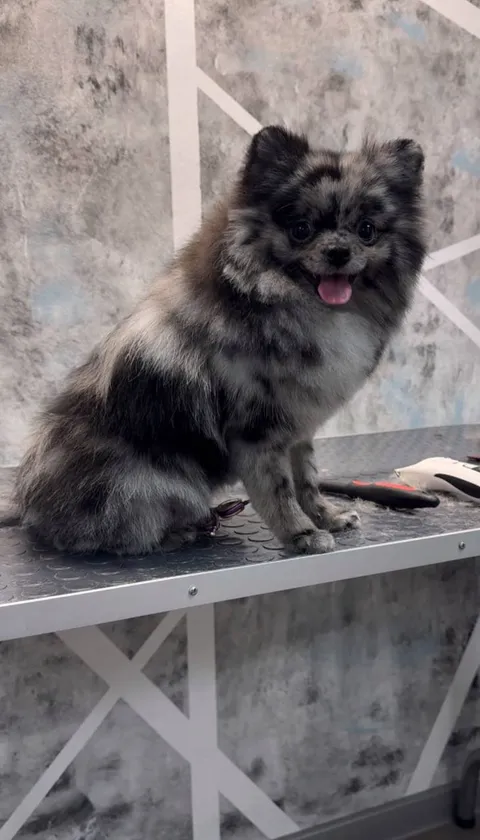Изображение 1 из 21 в галерее "ReikGroom"