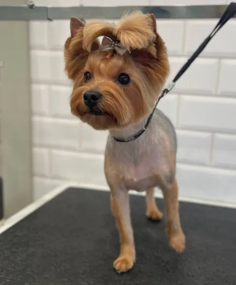 Изображение 3 из 45 в галерее "ТинТин"