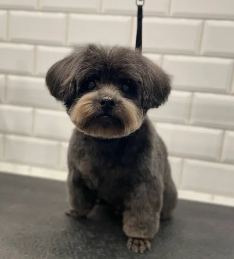 Изображение 4 из 45 в галерее "ТинТин"