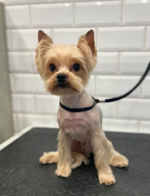 Изображение 5 из 45 в галерее "ТинТин"