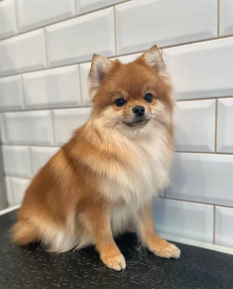 Изображение 7 из 45 в галерее "ТинТин"