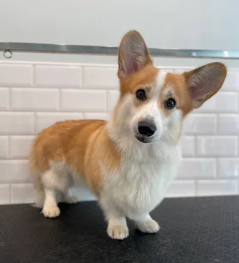 Изображение 8 из 45 в галерее "ТинТин"