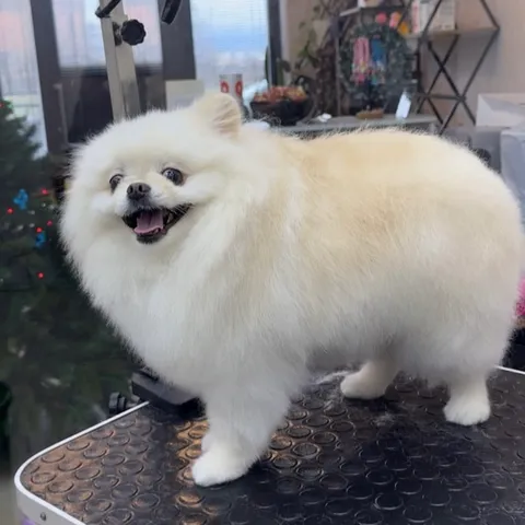 Изображение 4 из 21 в галерее "Lebon groom - Салон для животных Новороссийск"