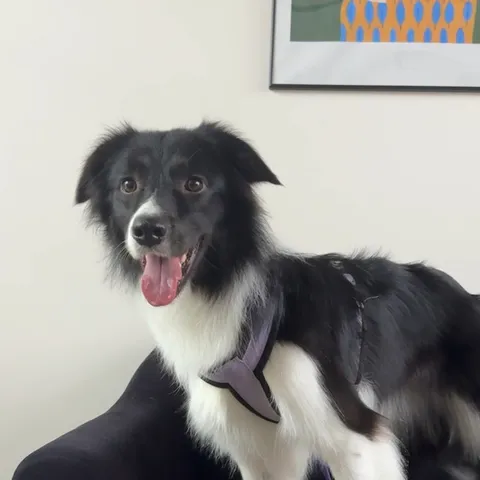 Изображение 2 из 21 в галерее "Lebon groom - Салон для животных Новороссийск"