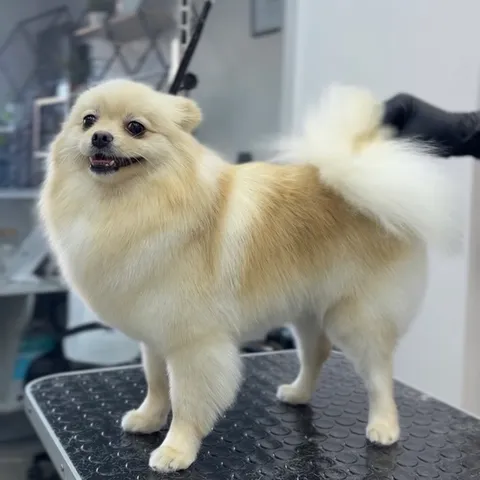 Изображение 3 из 21 в галерее "Lebon groom - Салон для животных Новороссийск"