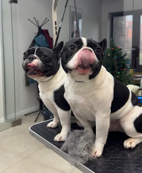 Изображение 8 из 21 в галерее "Lebon groom - Салон для животных Новороссийск"