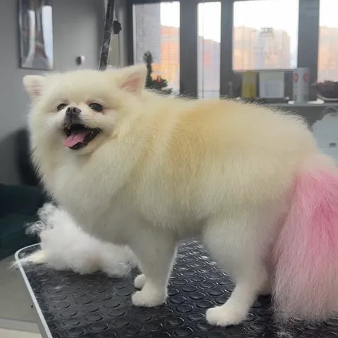 Изображение 5 из 21 в галерее "Lebon groom - Салон для животных Новороссийск"