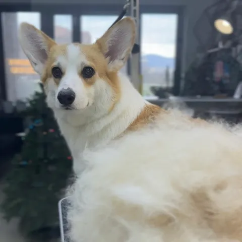 Изображение 1 из 21 в галерее "Lebon groom - Салон для животных Новороссийск"