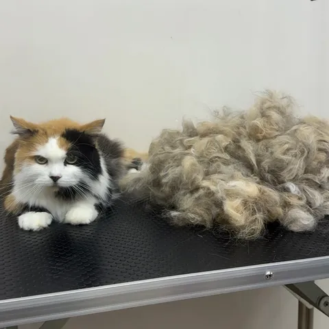 Изображение 6 из 21 в галерее "Lebon groom - Салон для животных Новороссийск"