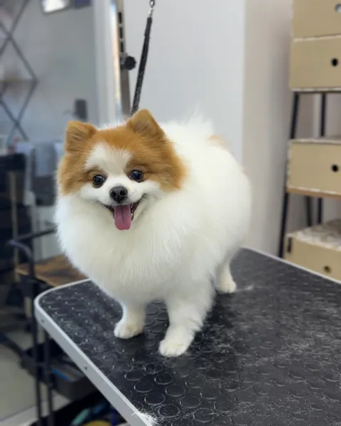 Изображение 9 из 21 в галерее "Lebon groom - Салон для животных Новороссийск"