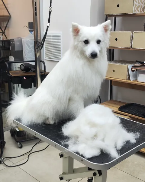 Изображение 10 из 21 в галерее "Lebon groom - Салон для животных Новороссийск"