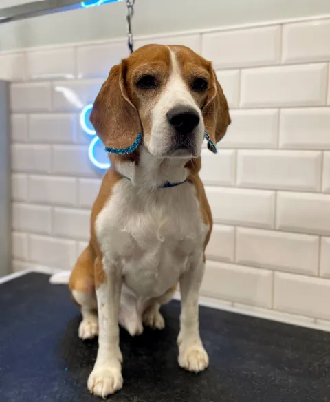 Изображение 2 из 45 в галерее "ТинТин"